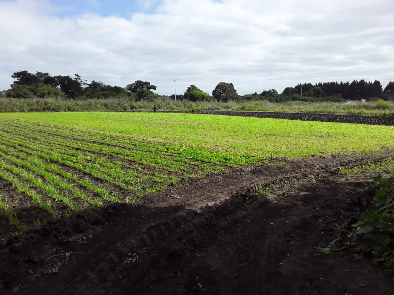 venta campo agrícola, sta paula, Lag.de los PADRES